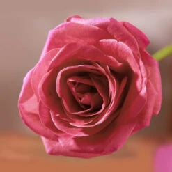 Christophe Robin Volumizing Conditioner With Rose Extracts -Christophe Robin Shop p 550x550 549